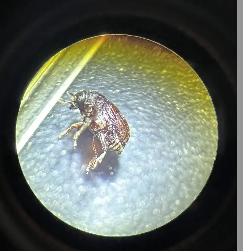 Fruit Borer