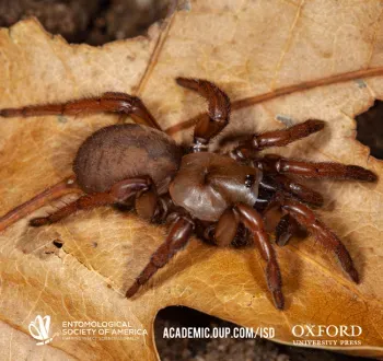 Cover image of Jason Bond's newly discovered trapdoor spider, Cryptocteniza kawtak, appearing in the September 2020 issue of the journal, "Insect Systematics and Diversity." (Photo by Jason Bond)