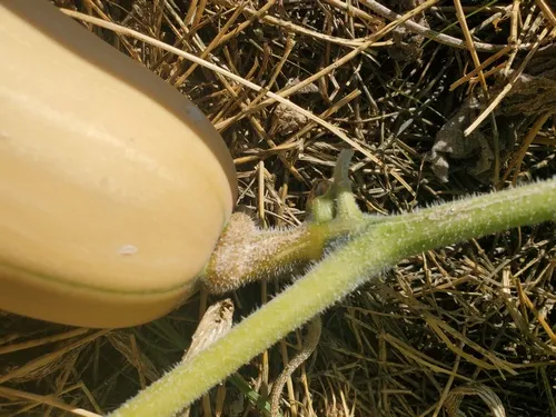 Butternut Squash