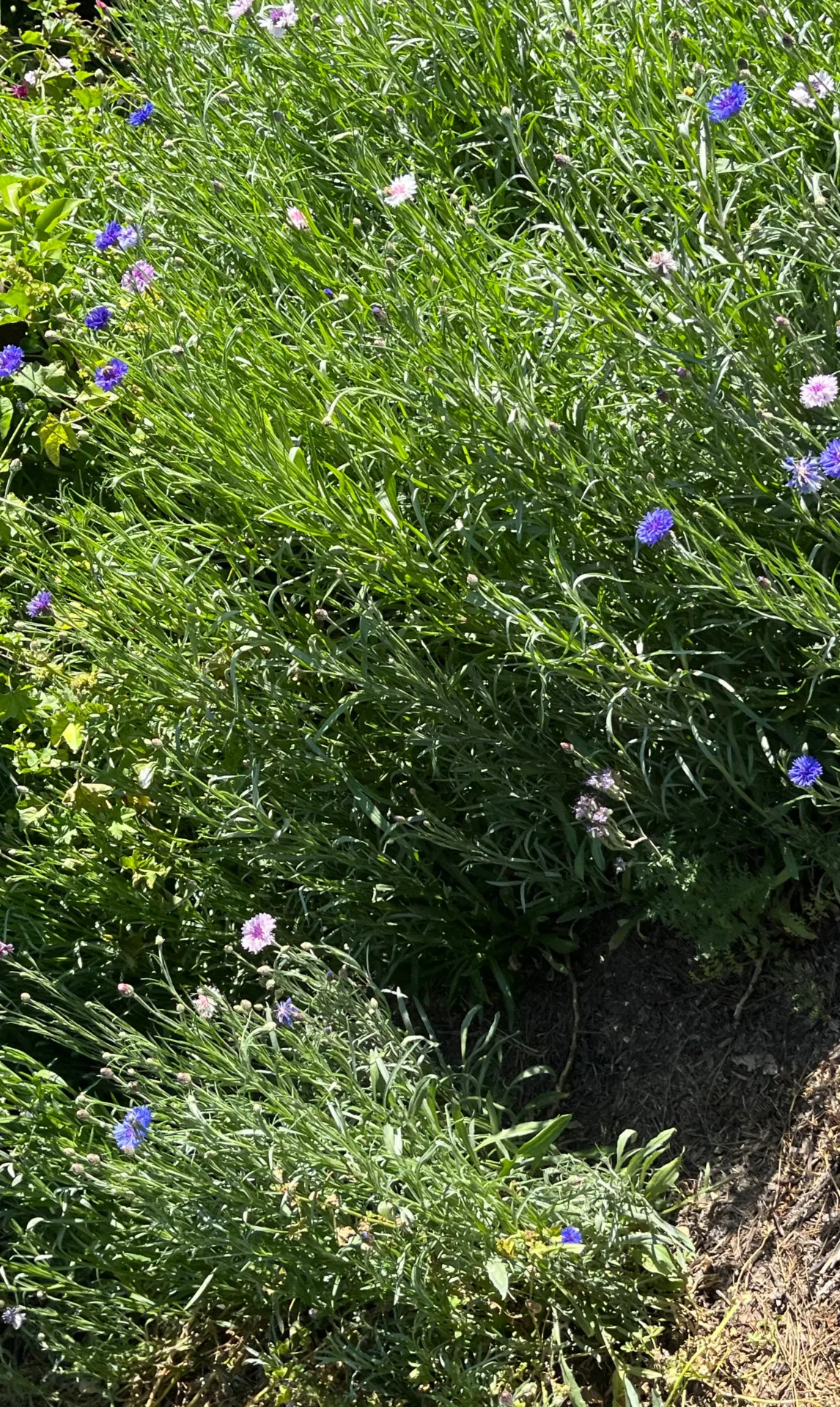 cover crop flowers