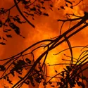 burning branches