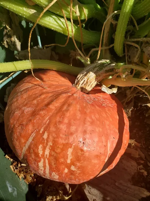 Sunshine Kabocha