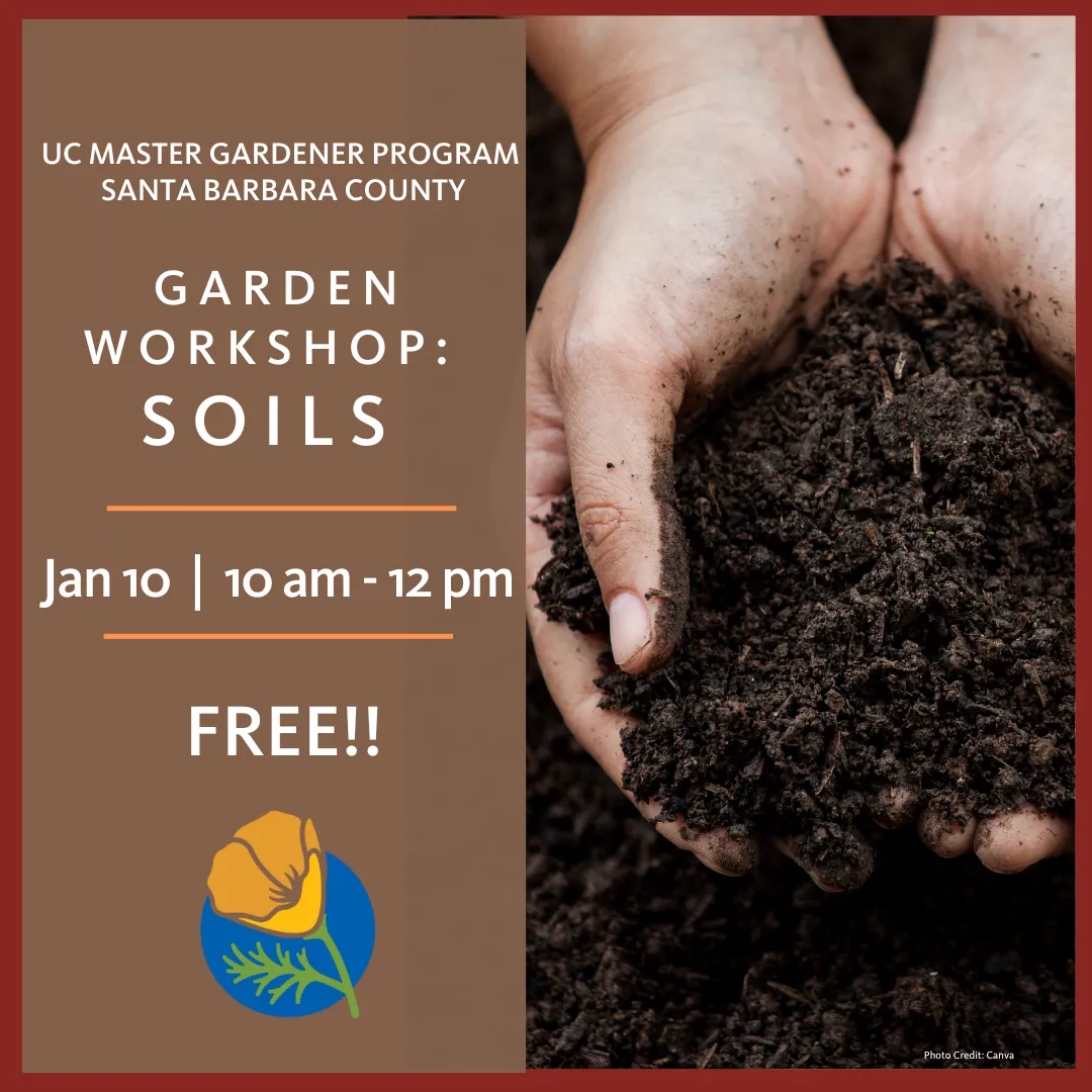 Two hands holding garden soil.