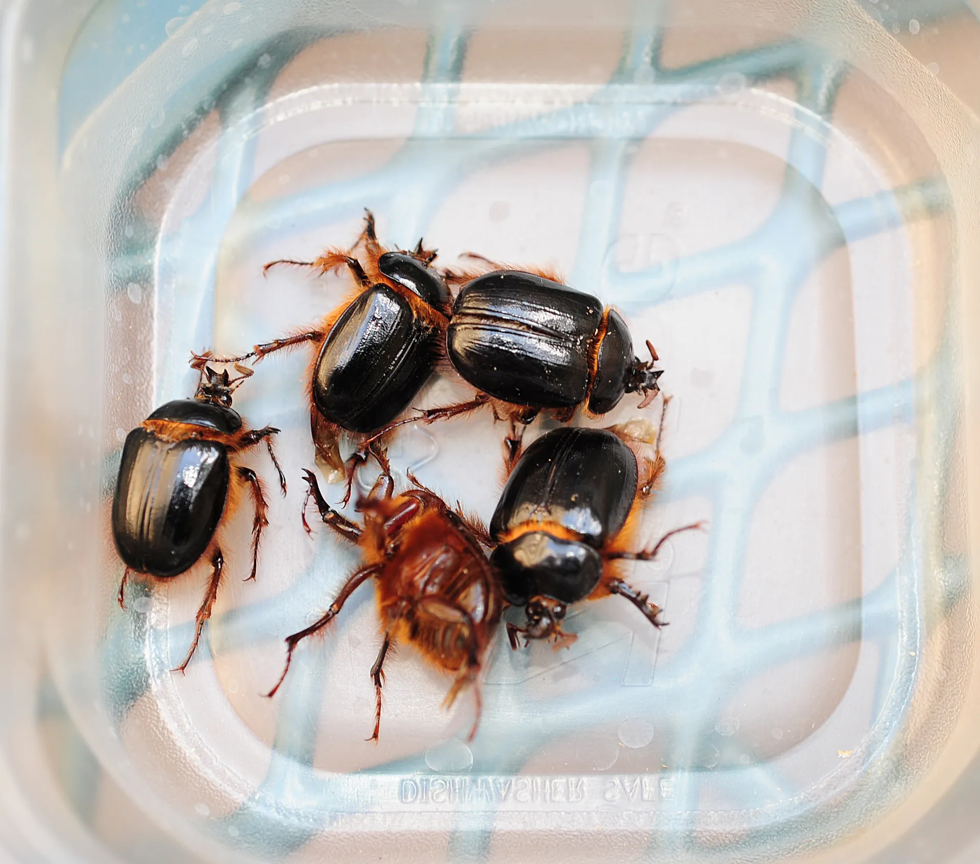 Rain beetles collected by former UC Davis graduate student Kelly Hamby in Plymouth, Amador County. (Photo by Kathy Kealtey Garvey)