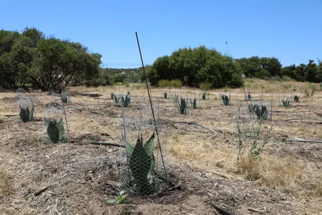 Campo de cultivo de agave