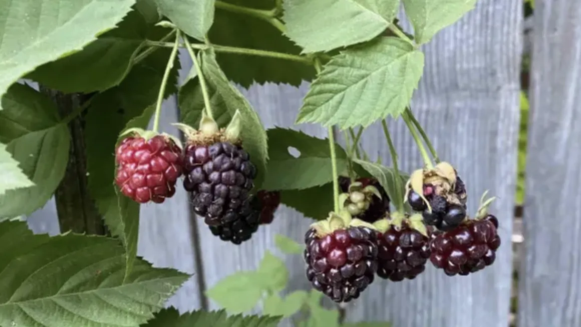 Growing Berries