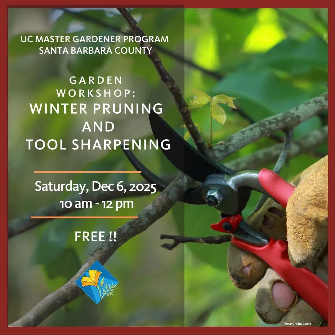 A gloved hand holding pruners on a fruit tree branch to prune.