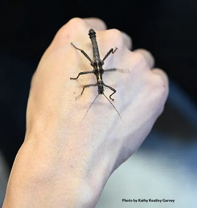 Stick insect or walking stick at the Bohart Museum of Entomology