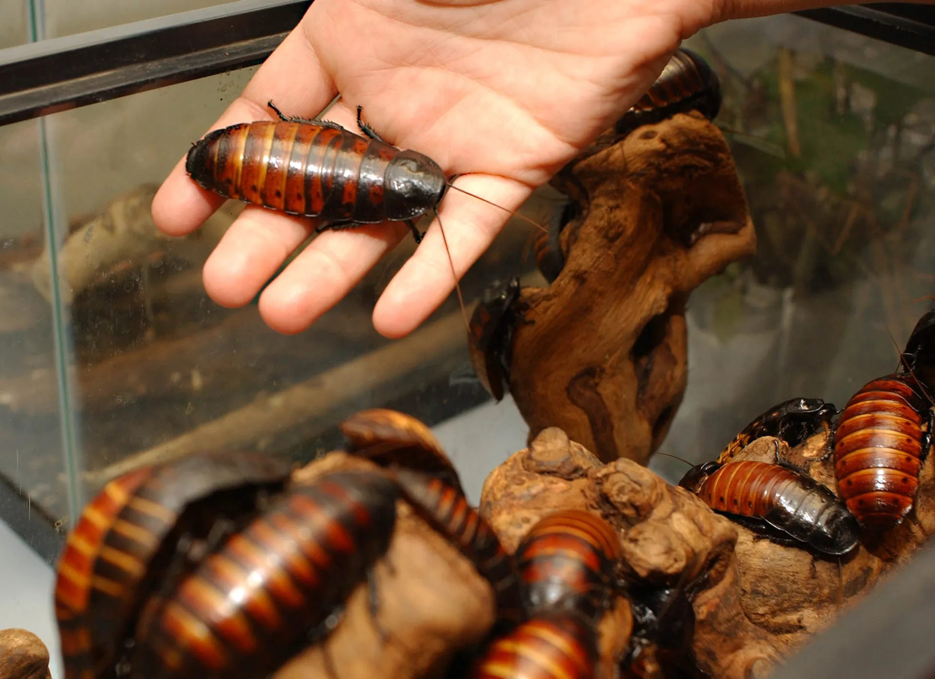 Madagascar hissing cockroaches do just that--hiss. (Photo by Kathy Keatley Garvey)