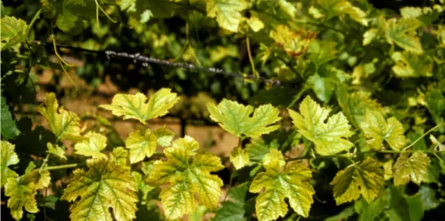 iron deficiency.jpeg