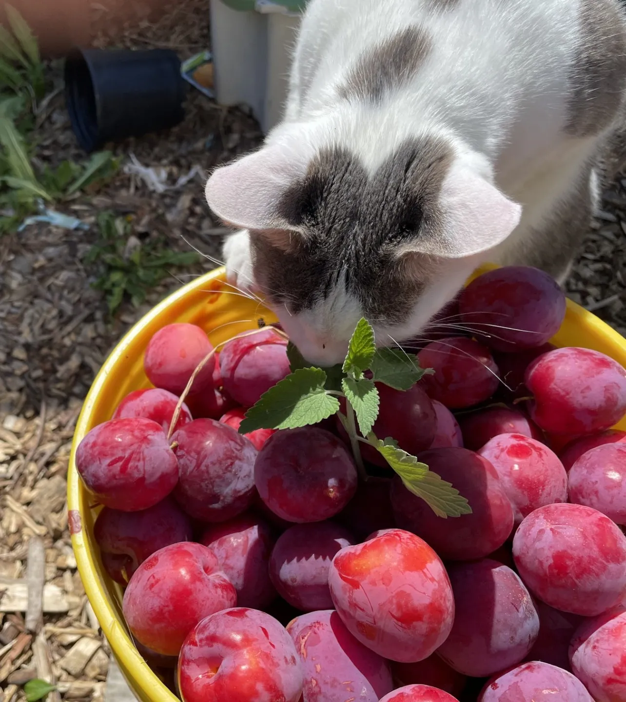 snugs the grey dotted white cat sniffing catnip on a bowl of plums