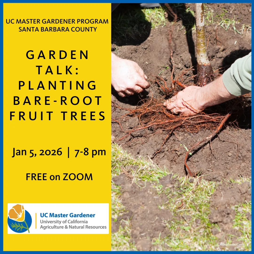 Hands placing bare tree roots into a hole in the soil.