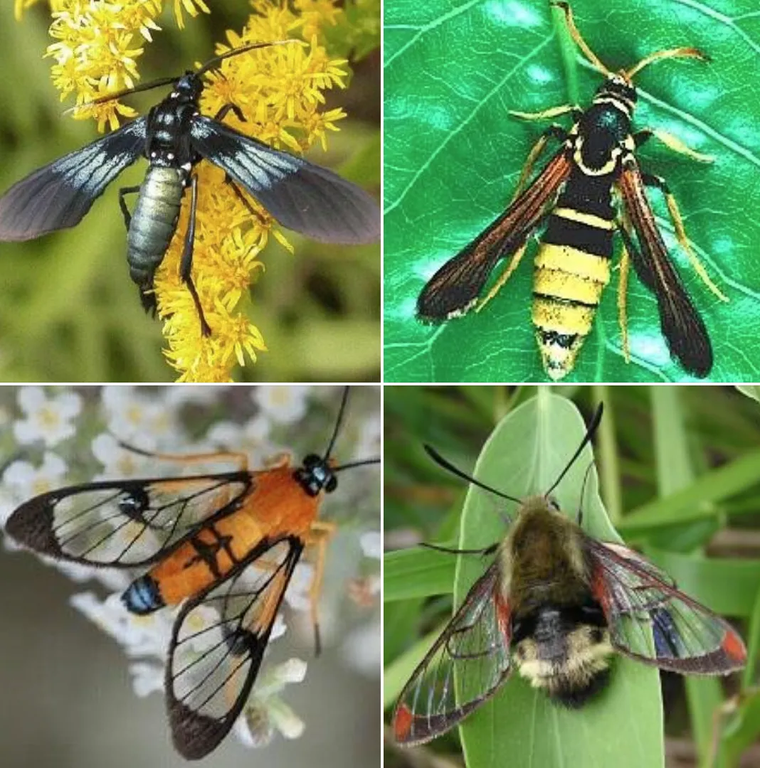 Moths that resemble bees