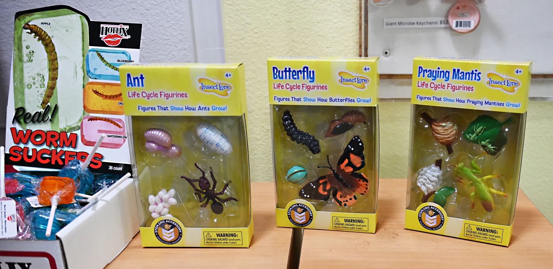Items available in the Bohart Museum of Entomology gift shop include simulation models of the life cycle of ants, butterflies and praying mantises, as well as "worm suckers." (Photo by Kathy Keatley Garvey)
