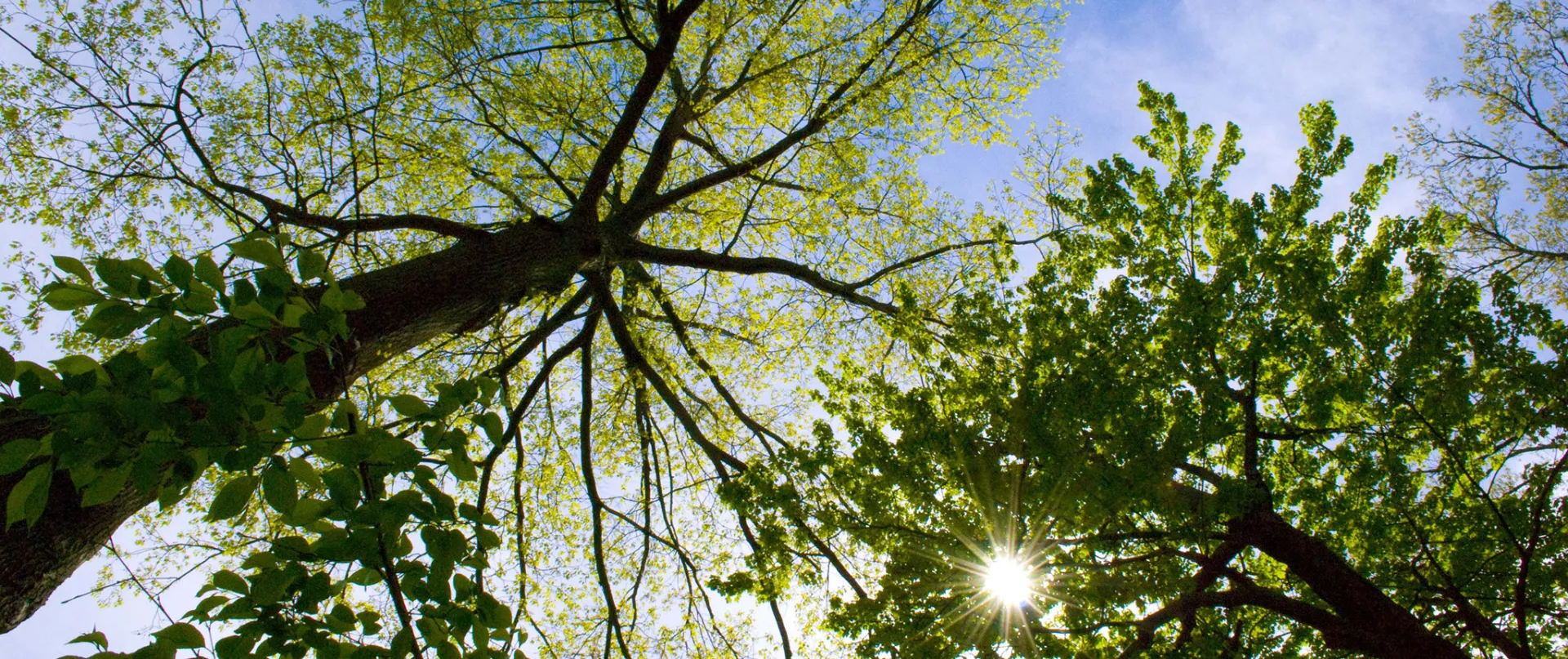 Looking up at a canopy of trees.