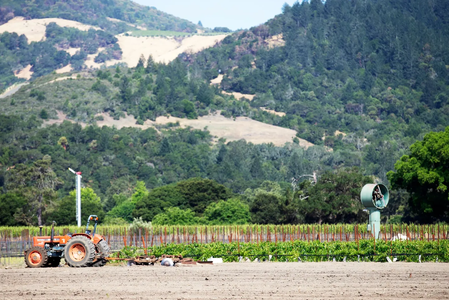 Vineyard