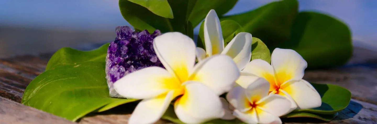[PODCAST] Plumeria