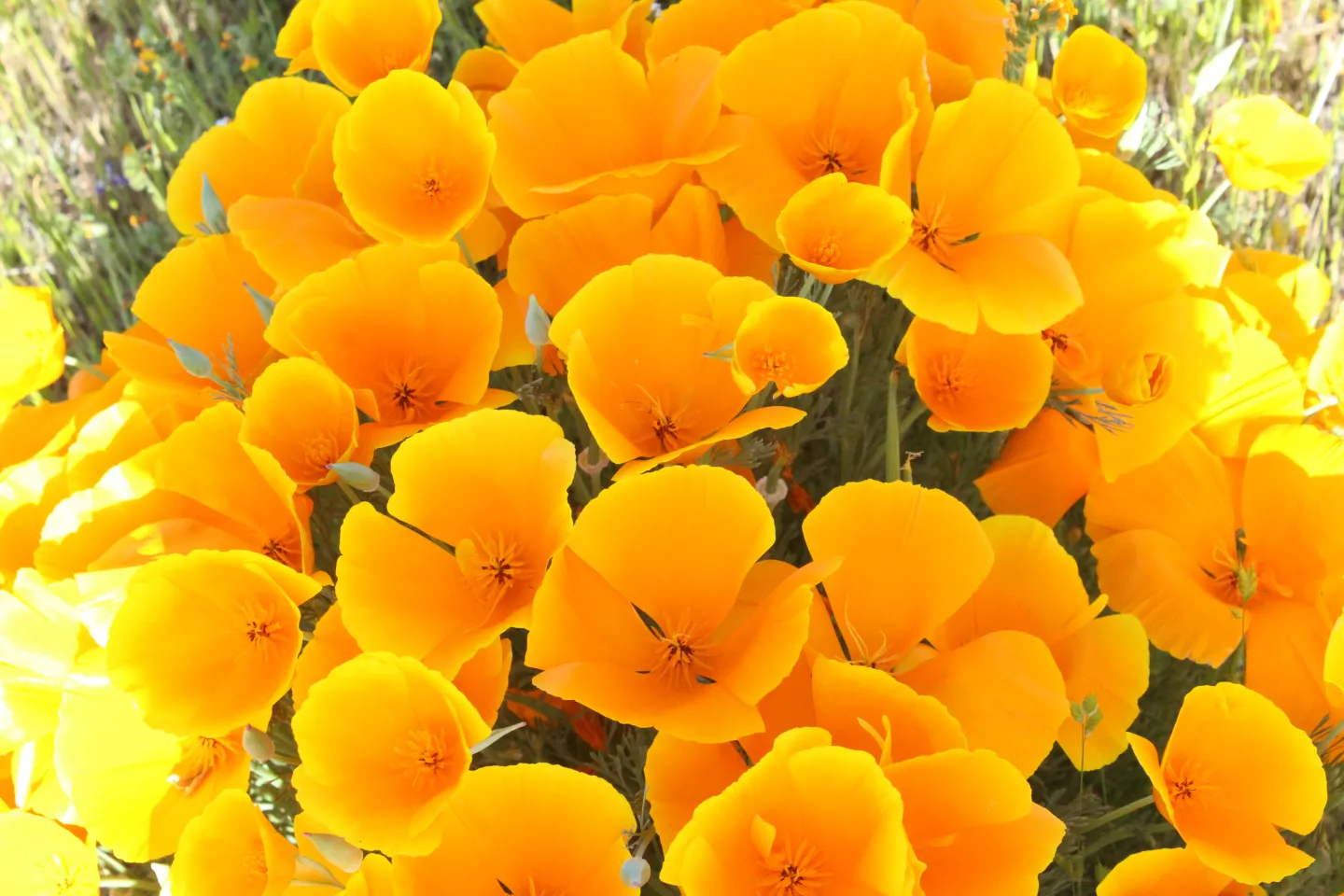 Poppys