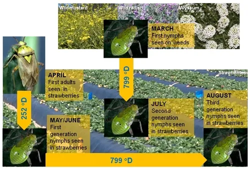 Lygus degree-day model 1