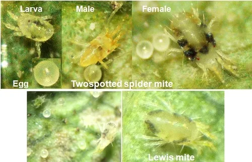 TSSM and Lewis mites