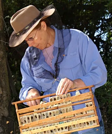 Bee breeder-geneticist Susan Cobey with queen cells. (Photo by Kathy Keatley Garvey)