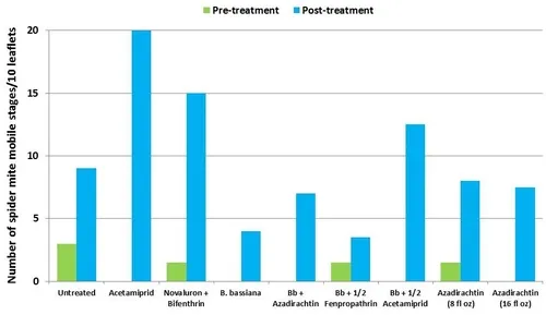 Spider mite nymphs and adults