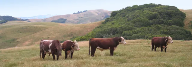 marin hereford_cropped