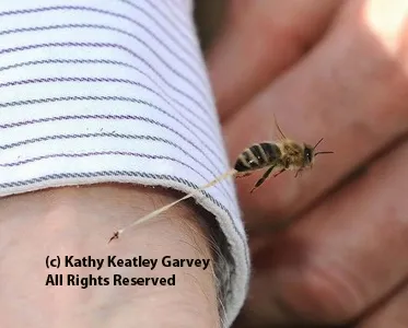 This photo of a bee sting, with its abdominal tissue trailing, is published in the Caron/Connor book. (Photo by Kathy Keatley Garvey)