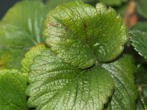 Yellowing of the upper leaf surface