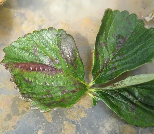 TSSM Damage on Benicia (3)