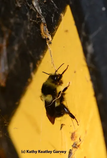Queen bumble bee buzzing around the light. (Photo by Kathy Keatley Garvey)