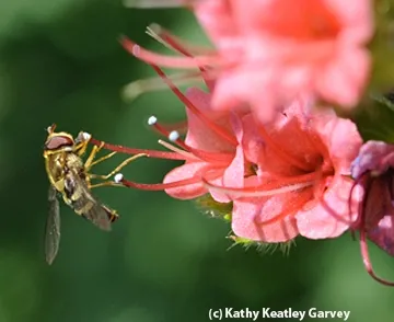 Syrphid fly, aka flower or hover fly, nectaring on a tower of jewels. (Photo by Kathy Keatley Garvey)