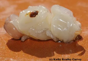 Varroa mite on a drone pupa. (Photo by Kathy Keatley Garvey)
