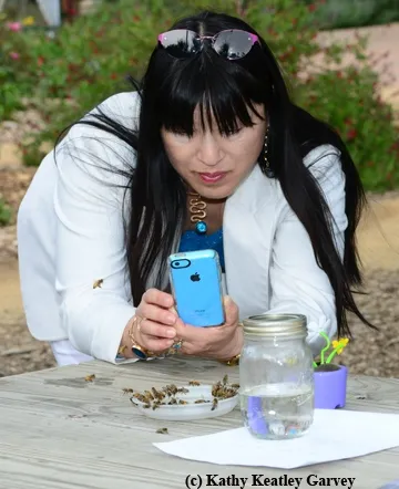 Pam Kan-Rice photographs bees in a bowl of artificial nectar. (Photo by Kathy Keatley Garvey)