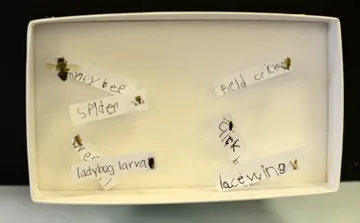 A six-year-old, Mieko Heiser of Dixon, pinned these bugs. Her display won a best-of-show award. (Photo by Kathy Keatley Garvey)