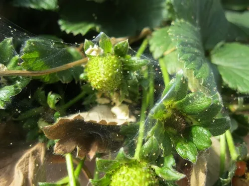 Spider mites on strawberries