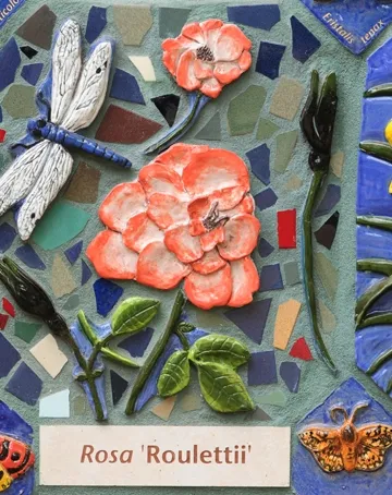 This is part of Nature's Gallery, fusing art with science. (Photo by Kathy Keatley Garvey)