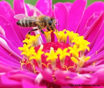 ney bee on zinnia. (Photo by Kathy Keatley Garvey)