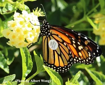 This Pacific Northwest-reared butterfly was found in San Mateo on Oct. 10. (Photo by Albert Wong)