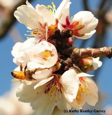 Honey bee pollinating an almond blossom. (Photo by Kathy Keatley Garvey)