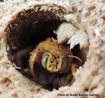 Close-up of male Valley carpenter bee. (Photo by Kathy Keatley Garvey)