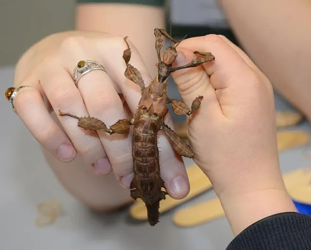 Hands share an Australian walking stick. (Photo by Kathy Keatley Garvey)