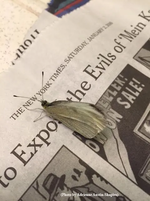 Proof of life: The male cabbage white butterfly that Art Shapiro caught on New Year's Day, 2016, is shown here