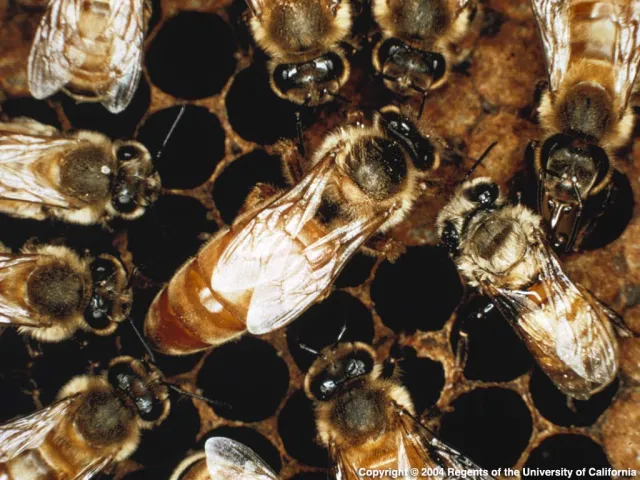 Africanized Honey Bee in a hive. Source: CISR, UC Riverside