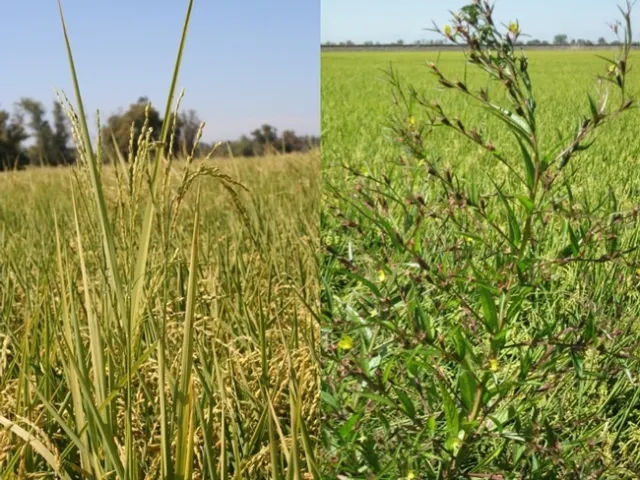 Weeds found in a rice field: Red rice (left) Winged primrose willow (right)