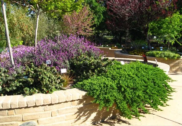 Water-efficient landscape garden