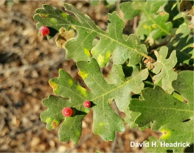 Gall 3