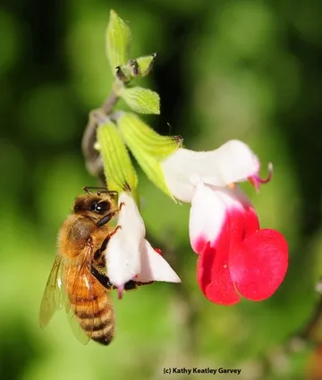Honey bee on Salvia