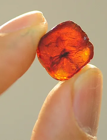 An insect (fly family) in amber in the paleontology collection in the Earth and Physical Sciences Building. (Photo by Kathy Keatley Garvey)