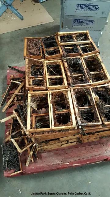 A huge financial loss: this is an example of the damage a bear can do in the bee yard.(Photo courtesy of Jackie Park-Burris, Palo Cedro)